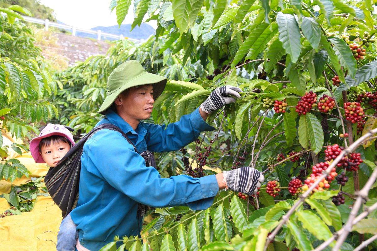 Nhiều cách làm hay để xóa đói, giảm nghèo