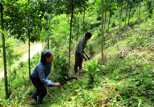Người dân sẽ được hưởng lợi từ chính sách phát triển kinh tế rừng