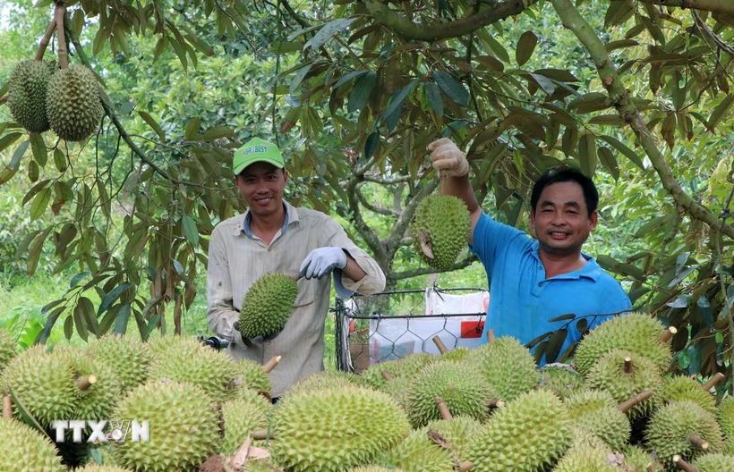 Xuất khẩu các loại trái cây bội thu: Thành quả từ khai mở thị trường